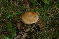 Inocybe mixtilis image