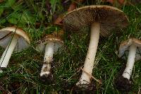 Inocybe mixtilis image