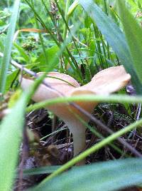 Clitocybe gibba image