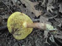 Boletus subtomentosus image