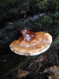 Ganoderma zonatum image