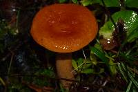 Lactarius luculentus image