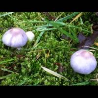 Inocybe geophylla var. lilacina image