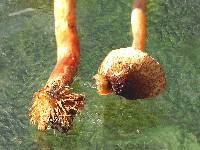 Lepiota castanea image