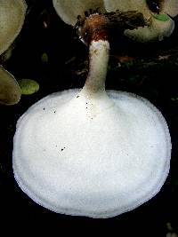 Royoporus badius image