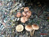 Pholiota terrestris image