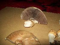 Agaricus arvensis image