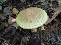 Amanita flavorubens image