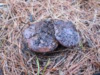 Cortinarius purpurascens image