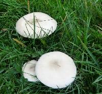 Melanoleuca exscissa var. exscissa image