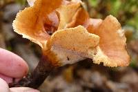 Polyporus durus image