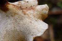 Polyporus picipes image