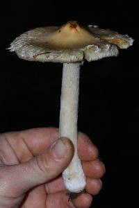 Inocybe rimosa image