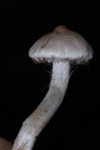 Inocybe ionocephala image