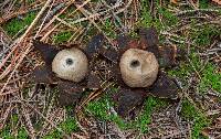 Geastrum triplex image