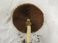 Agaricus silvicola image