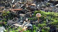 Psilocybe stuntzii image