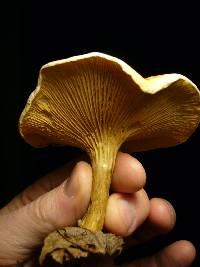 Hygrophoropsis aurantiaca image