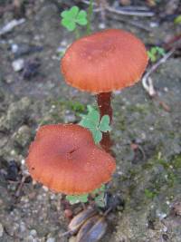 Laccaria proxima image