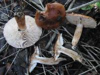 Tricholoma albobrunneum image