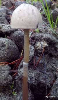 Panaeolus semiovatus image