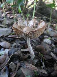 Lepiota clypeolaria image