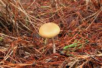 Psilocybe azurescens image