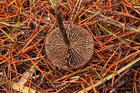 Psilocybe azurescens image