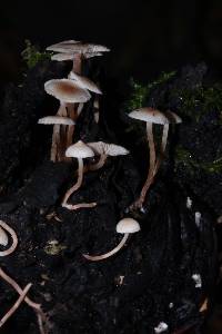 Collybia cirrhata image