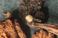 Mycena supina image