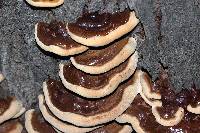 Ganoderma sessile image