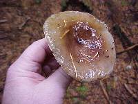 Russula montana image