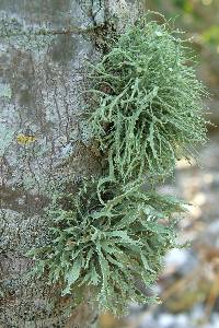 Ramalina complanata image