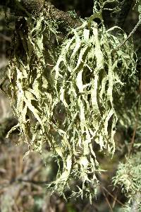 Ramalina subleptocarpha image