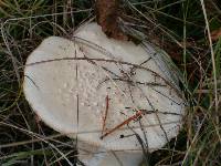 Amanita amerimuscaria image