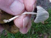 Parasola plicatilis image