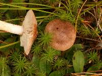 Tricholoma imbricatum image