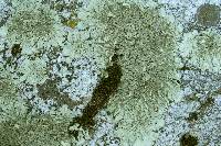 Xanthoparmelia mexicana image