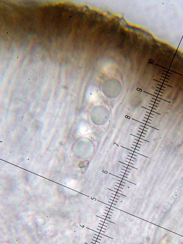 Lecanora cenisia image