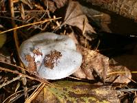 Cortinarius alboviolaceus image