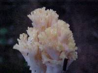 Ramaria cystidiophora image