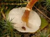 Cystoderma amianthinum image