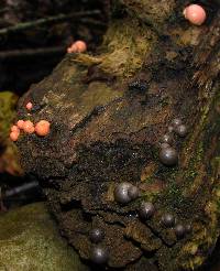 Lycogala epidendrum image