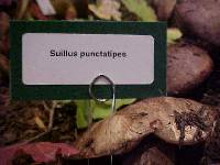 Suillus punctatipes image