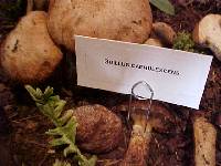 Suillus caerulescens image