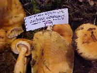 Lactarius deterrimus image