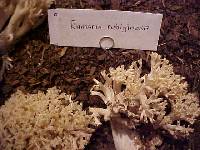 Ramaria rubiginosa image