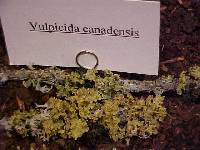 Vulpicida canadensis image