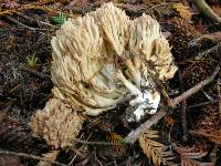 Ramaria acrisiccescens image