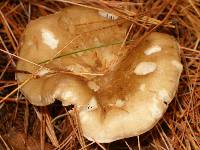 Ampulloclitocybe clavipes image